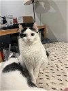 adoptable Cat in slc, UT named Queenie