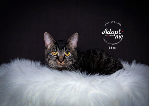 picture of the cat needing adoption