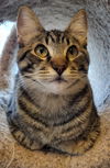 adoptable Cat in slc, UT named Steffanie