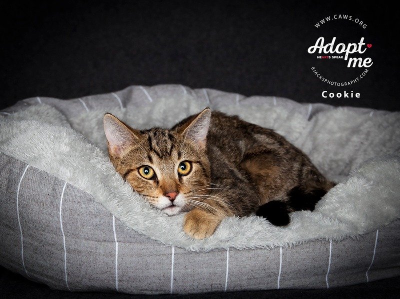 adoptable Cat in SLC, UT named Cookie