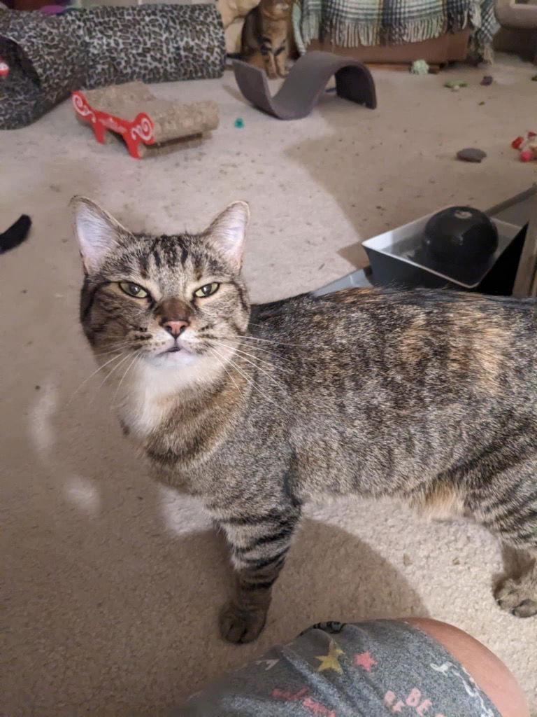 adoptable Cat in SLC, UT named Eclair