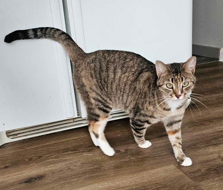 adoptable Cat in SLC, UT named Cinder