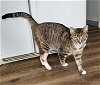 adoptable Cat in slc, UT named Cinder