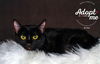 adoptable Cat in slc, UT named Gilda