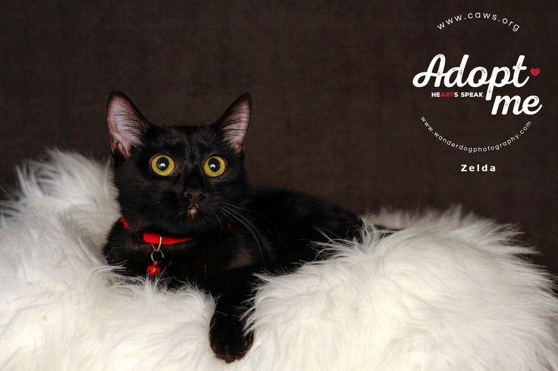 adoptable Cat in SLC, UT named Griselda