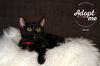 adoptable Cat in SLC, UT named Griselda