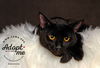 adoptable Cat in slc, UT named Valentine