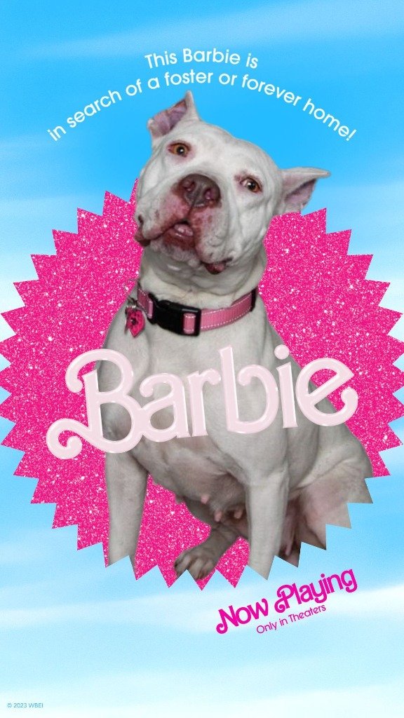 adoptable Dog in SLC, UT named Barbie