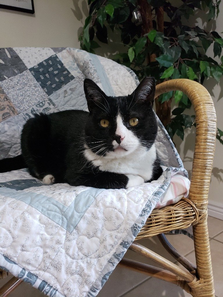 adoptable Cat in SLC, UT named Clawed