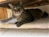 adoptable Cat in slc, UT named Sidney