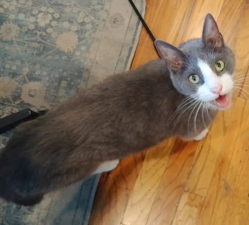DILLON - Domestic Short Hair available for adoption