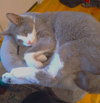 Dillon - Photo 2