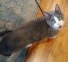 Dillon - Photo 2
