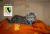 adoptable Cat in slc, UT named Eloise