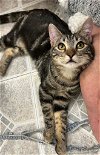 adoptable Cat in slc, UT named Stella