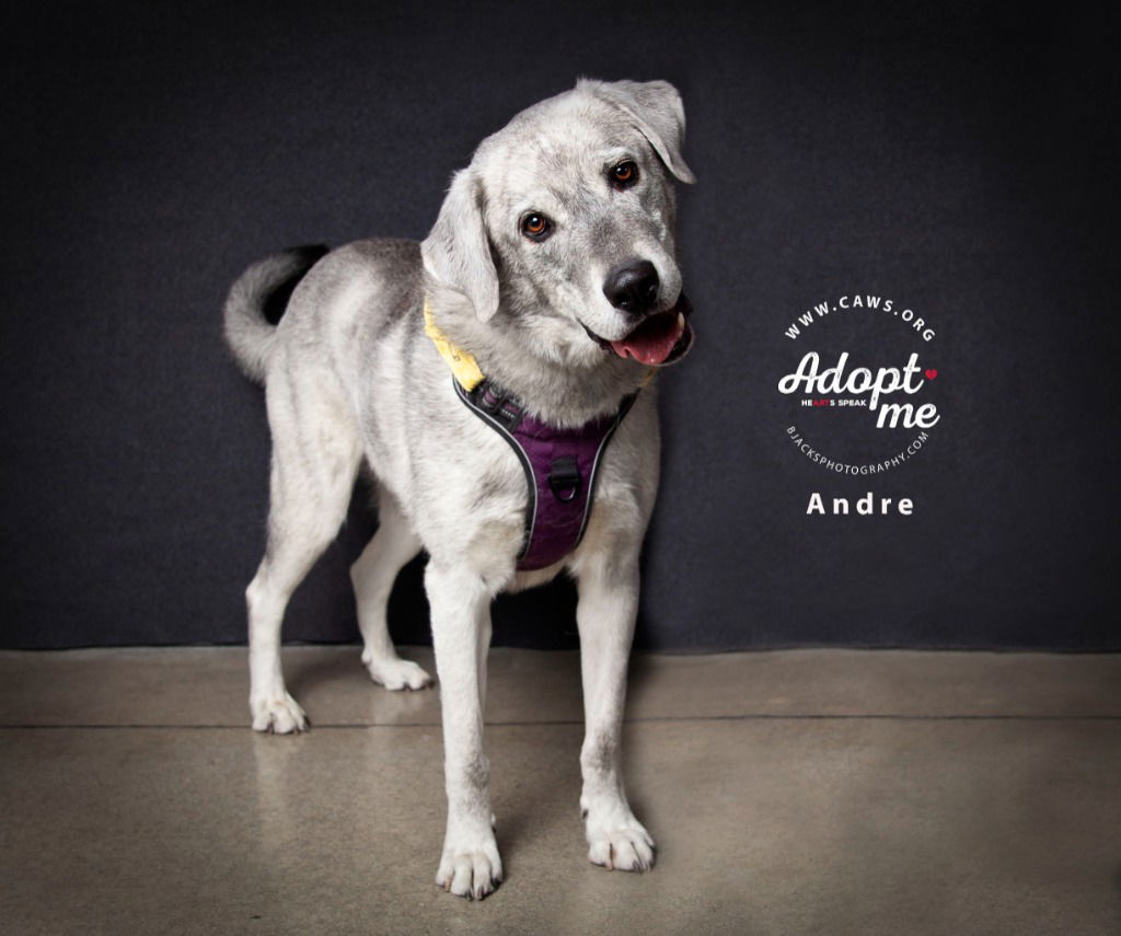 adoptable Dog in SLC, UT named Andre