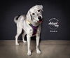 adoptable Dog in slc, UT named Andre