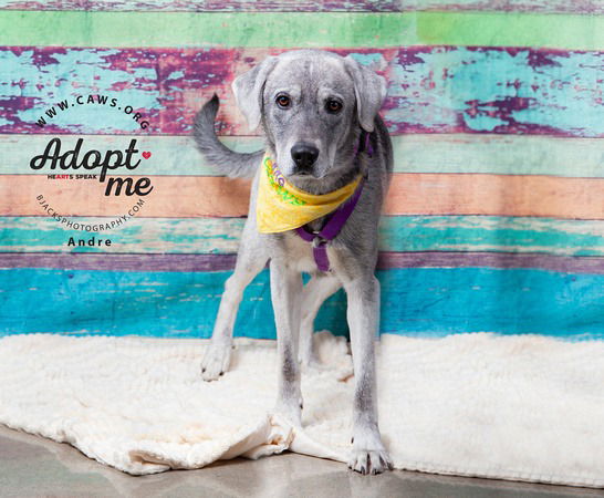 adoptable Dog in SLC, UT named Andre