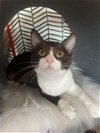 adoptable Cat in slc, UT named Caramel