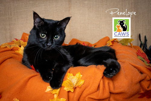 picture of the cat needing adoption