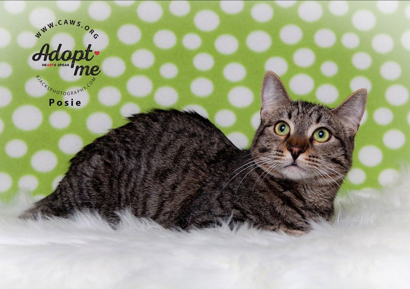 adoptable Cat in SLC, UT named Rosie