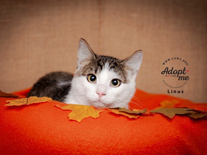 adoptable Cat in SLC, UT named Linus