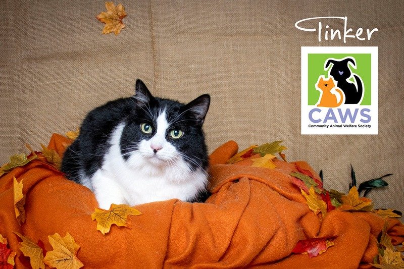 adoptable Cat in SLC, UT named Tinker