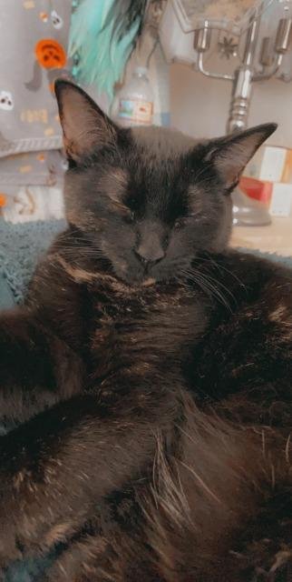adoptable Cat in SLC, UT named Duchess