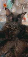 adoptable Cat in slc, UT named Duchess