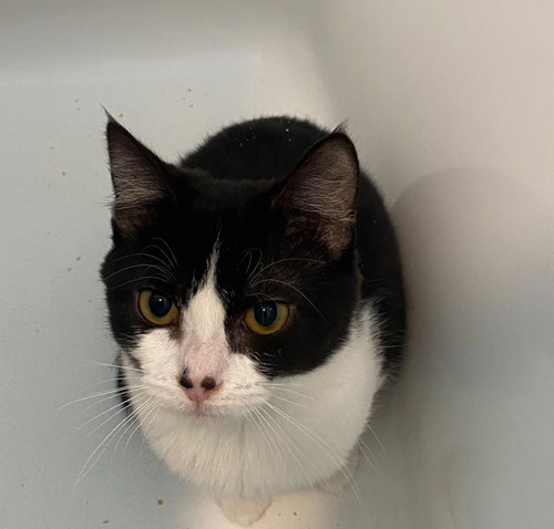 picture of the cat needing adoption