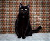 adoptable Cat in slc, UT named Ripley