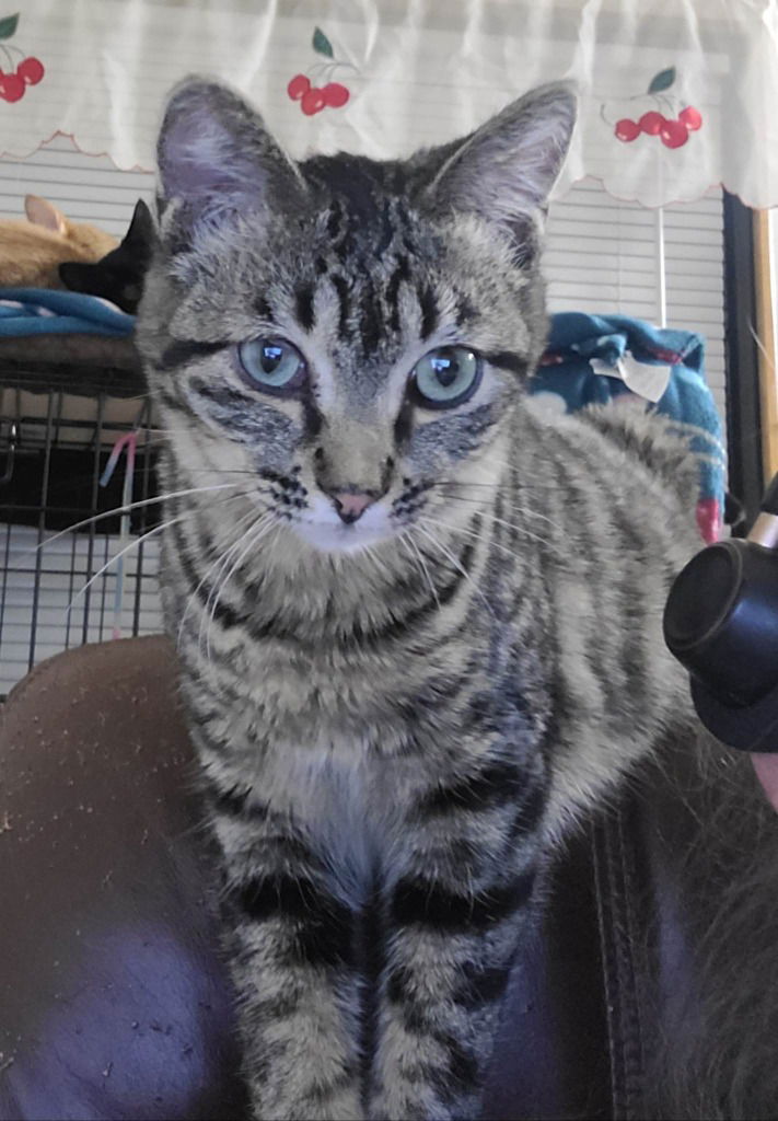 adoptable Cat in SLC, UT named Doe