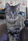 adoptable Cat in slc, UT named Doe