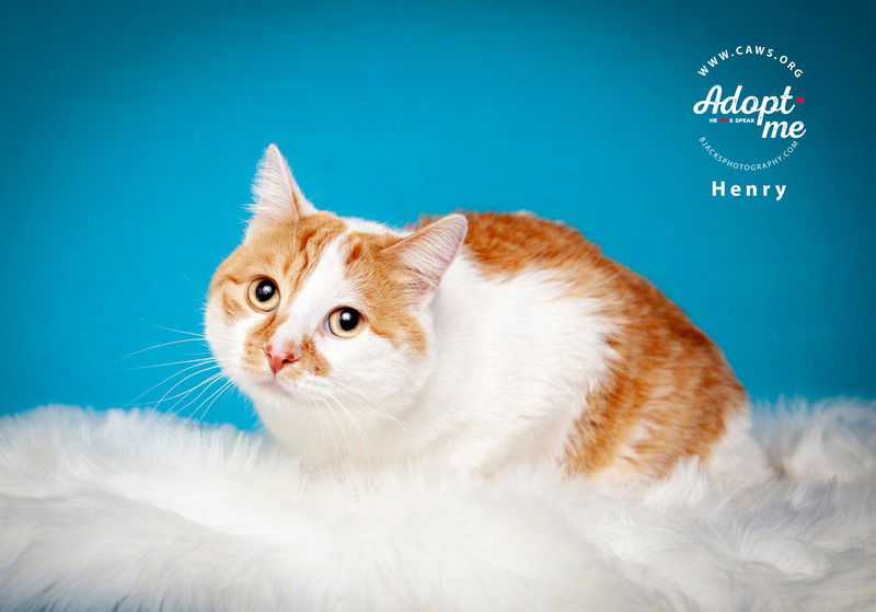 adoptable Cat in SLC, UT named Henry