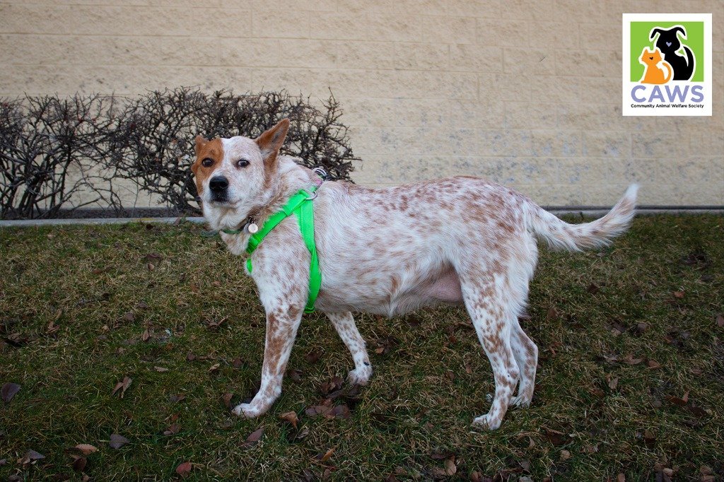 adoptable Dog in SLC, UT named Patch