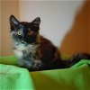 adoptable Cat in , UT named Inanna