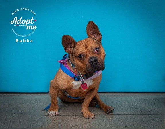 adoptable Dog in SLC, UT named Bubba