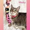 adoptable Cat in SLC, UT named Misha