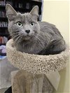 adoptable Cat in slc, UT named Salem