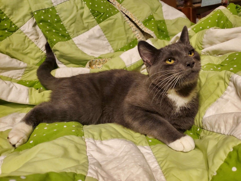 adoptable Cat in SLC, UT named Tuxedo