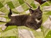 adoptable Cat in slc, UT named Tuxedo