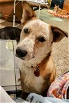 adoptable Dog in slc, UT named Abby Rose