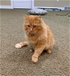 adoptable Cat in slc, UT named Redd