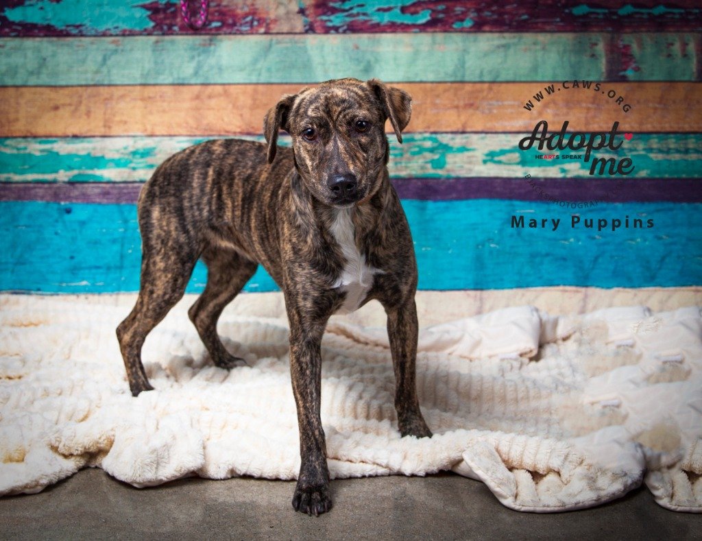 adoptable Dog in SLC, UT named Mary Puppins