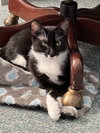 Nyx - Photo 2