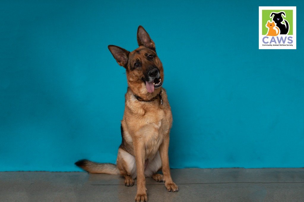 adoptable Dog in SLC, UT named Gracie