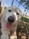 adoptable Dog in  named Apollo