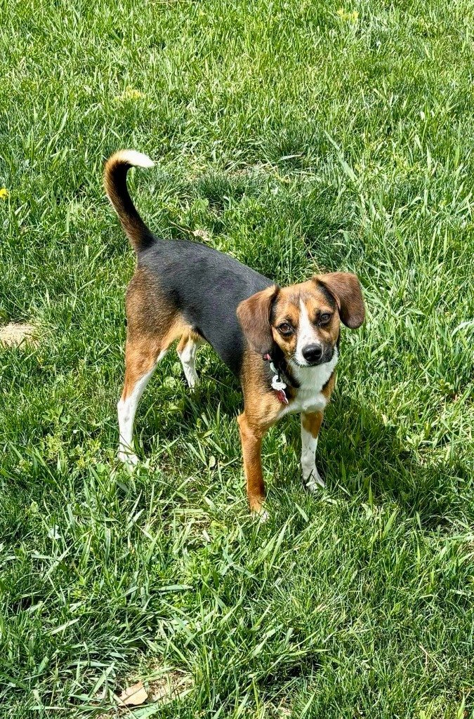 adoptable Dog in SLC, UT named Bagel