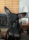 adoptable Dog in slc, UT named Sweet Pea
