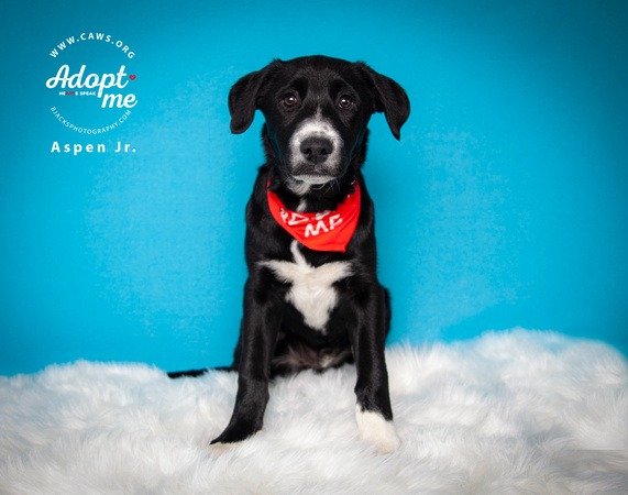 adoptable Dog in SLC, UT named Aspen Jr